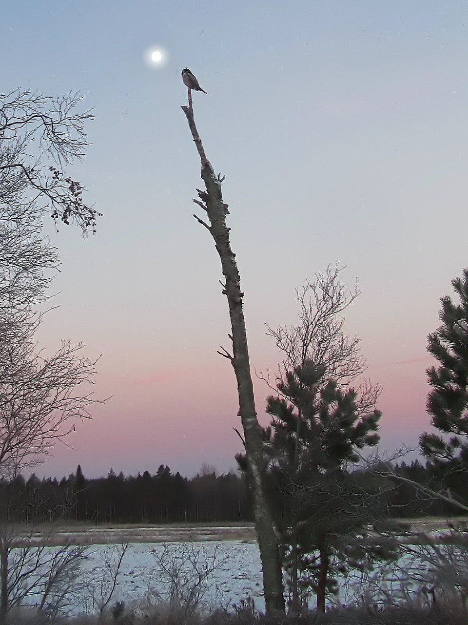 Hiiripöllö