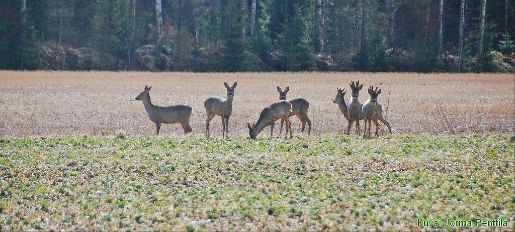 Metsäkauriit.